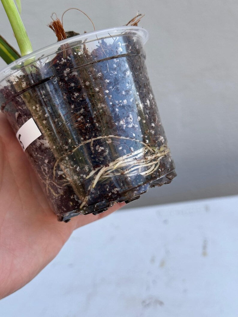 Monstera Aurea Variegated Borsigiana in a Nursery Pot
