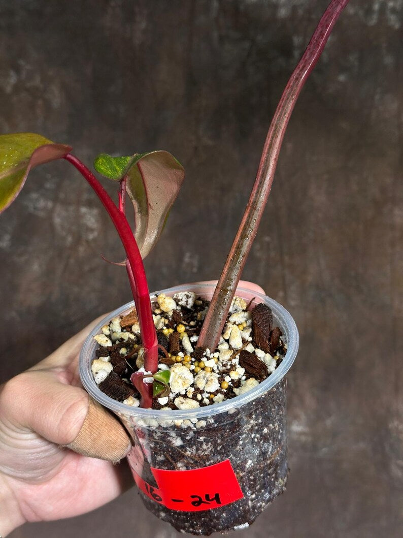 Variegated Philodendron Strawberry Shake Exact Live Plant - Rare Collector Plant - Gift Indoor Bright Pink - Exotic Plants - US Seller