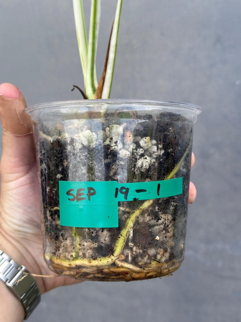 Variegated Monstera Albo Plant - Rare Indoor White Monstera Albo Borsigiana Plant - Baby Leaf Plant - Indoor Plant - EXACT Plant - US Seller