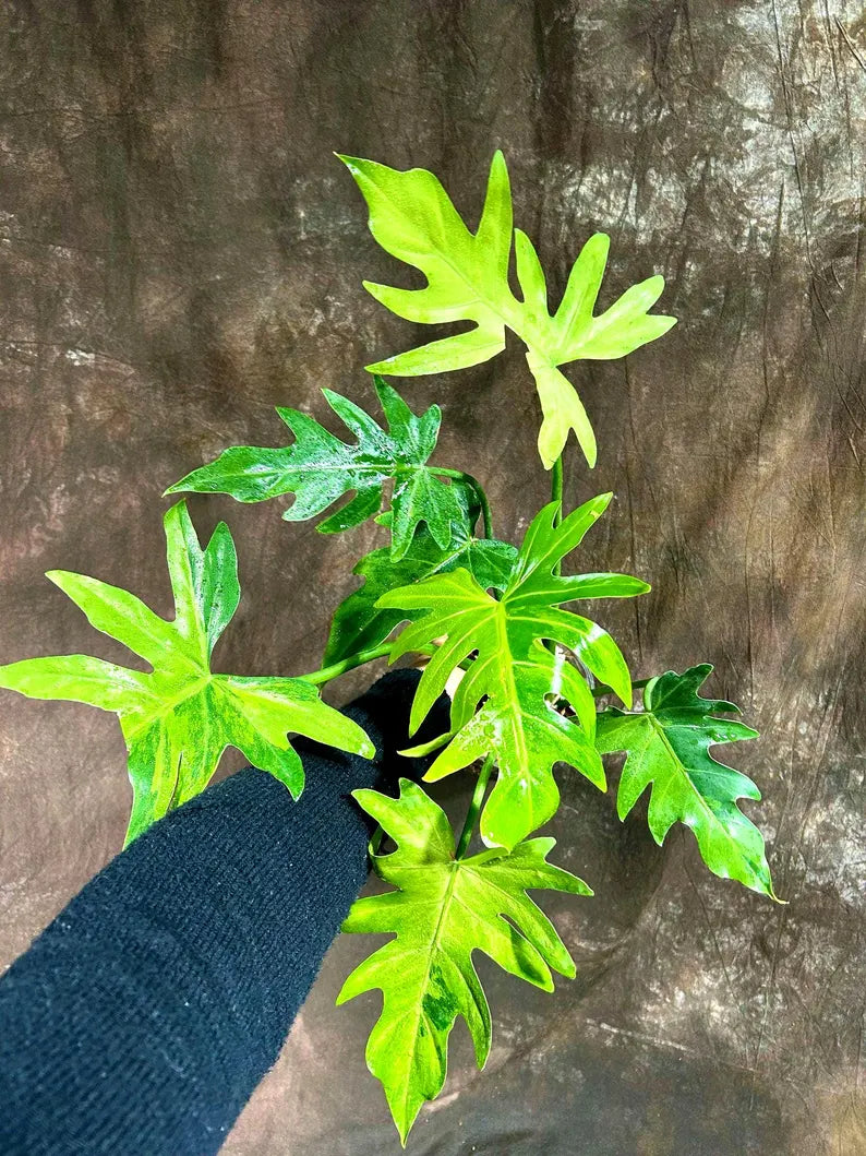 Philodendron Radiatum Variegated Exact Plant - US SELLER Rare - Indoor Rare Plant US seller