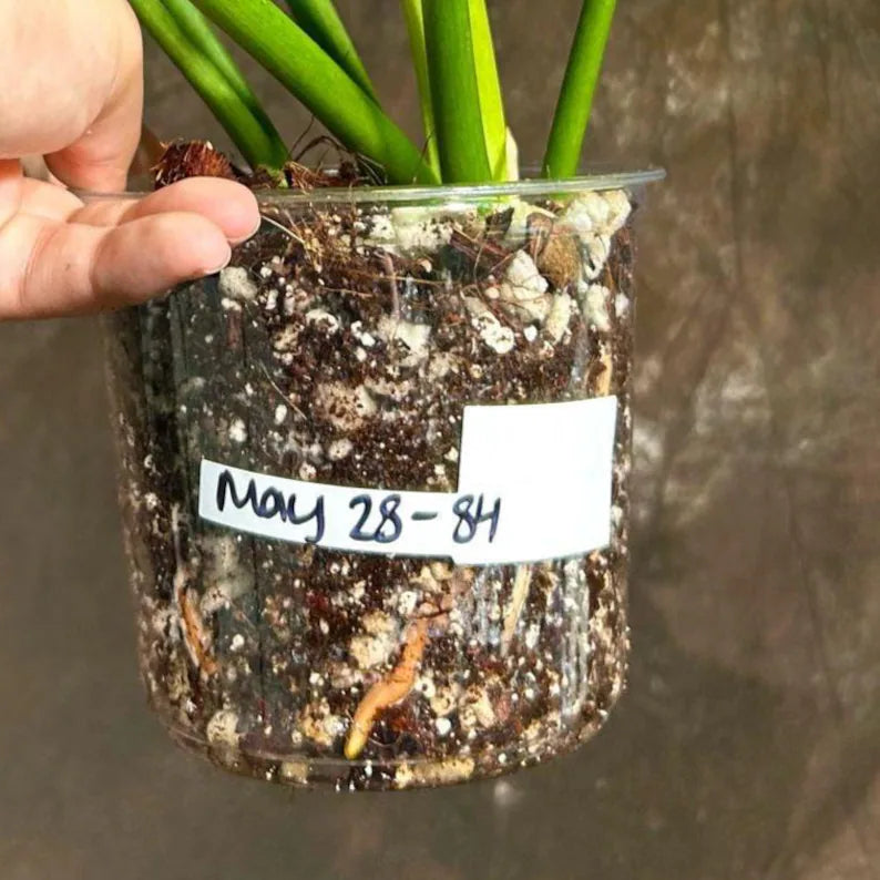 Philodendron Radiatum Variegated Exact Plant - US SELLER Rare - Indoor Rare Plant US seller