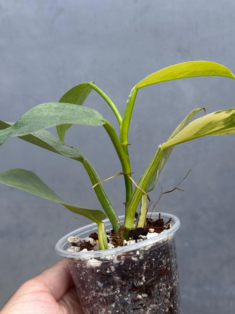 Philodendron Silver Sword Variegated Plant - Indoor Live Houseplant - Variegated Silver Sword - Extremely Rare Collector Plant - US Seller