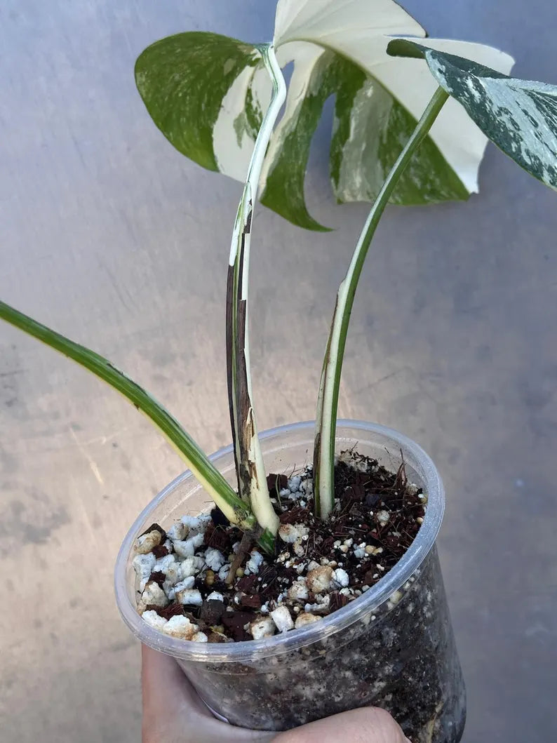 Variegated Monstera Albo Plant - Rare Indoor White Monstera Albo Borsigiana Plant - Albo Monstera - US Seller - Rare Houseplant -EXACT Plant