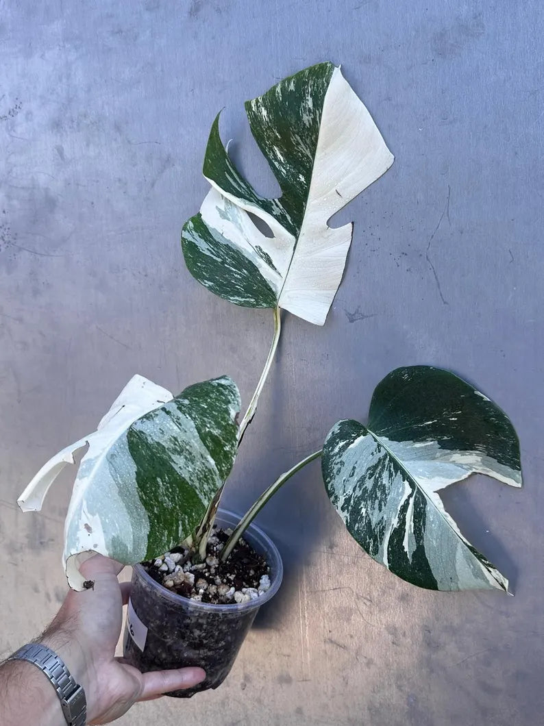 Variegated Monstera Albo Plant - Rare Indoor White Monstera Albo Borsigiana Plant - Albo Monstera - US Seller - Rare Houseplant -EXACT Plant