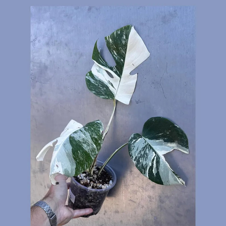 Variegated Monstera Albo Plant - Rare Indoor White Monstera Albo Borsigiana Plant - Albo Monstera - US Seller - Rare Houseplant -EXACT Plant