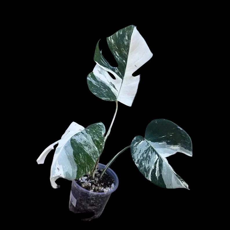 albo monstera sale
