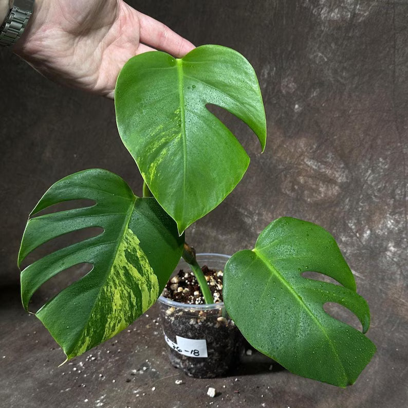 Monstera Aurea Variegated Borsigiana in a Nursery Pot - Monstera Aurea Top Cut Potted Plant - Monstera Marmota - Same Plant - US Seller