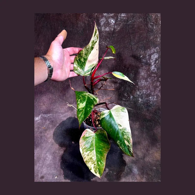 Variegated Philodendron Strawberry Shake Live Plant - Rare Collector Plant - Gift Indoor Houseplant - Exact Same Plant - US Seller