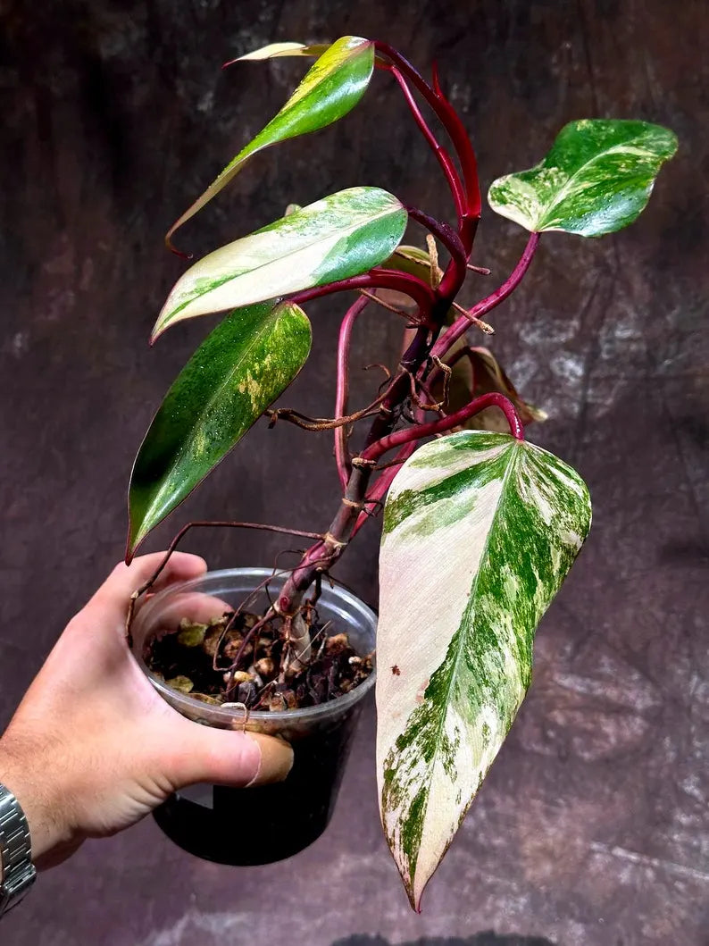 Variegated Philodendron Strawberry Shake Live Plant - Rare Collector Plant - Gift Indoor Houseplant - Exact Same Plant - US Seller