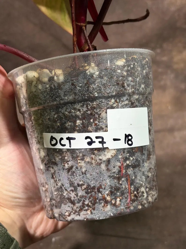 Variegated Philodendron Strawberry Shake Exact Live Plant - Rare Collector Plant - Gift Indoor Bright Pink - Exotic Plants - US Seller