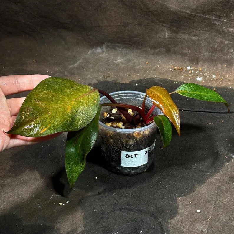 Philodendron Orange Princess Live Plant - Home Decor - Rare Collector Plant - Easy Indoor Houseplant Gift - Exact Plant - US Seller