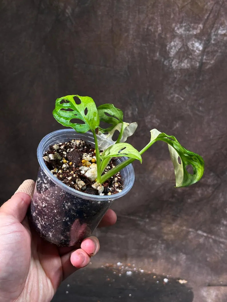 Variegated White Monstera Adansonii Albo Live Plant - Half-Moon Leaf Swiss Cheese Plant - Rare Collector Plant - Exact Same Plant -US Seller