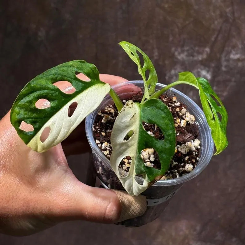 Variegated White Monstera Adansonii Albo Live Plant - Half-Moon Leaf Swiss Cheese Plant - Rare Collector Plant - Exact Same Plant -US Seller