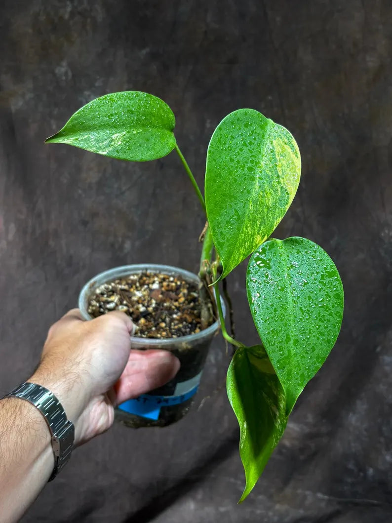Monstera Aurea Variegated Borsigiana in a Nursery Pot - Monstera Aurea Top Cut Potted Plant - Monstera Marmota - Same Plant - US Seller