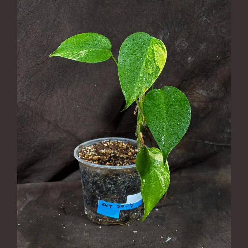 Monstera Aurea Variegated Borsigiana in a Nursery Pot - Monstera Aurea Top Cut Potted Plant - Monstera Marmota - Same Plant - US Seller
