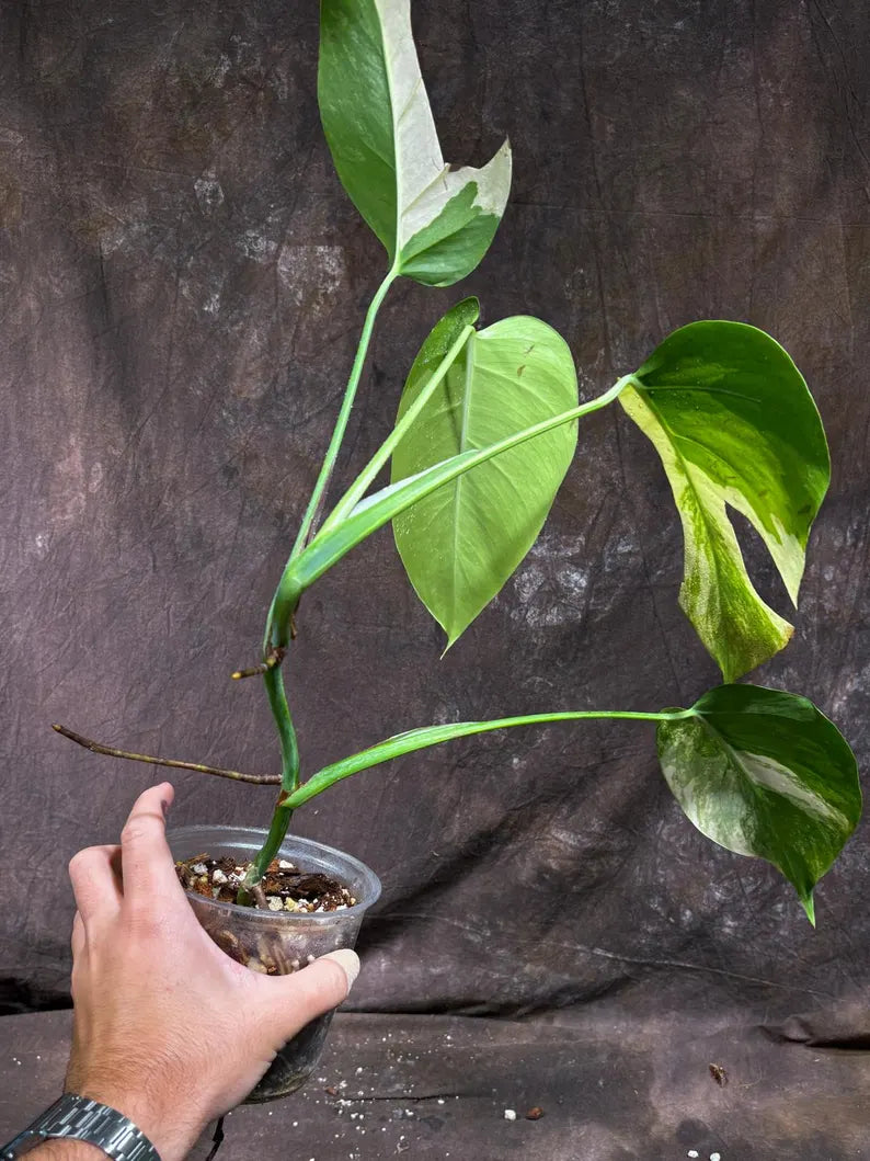 Monstera Aurea Variegated Borsigiana in a Nursery Pot - Monstera Aurea Top Cut Potted Plant - Monstera Marmota - Same Plant - US Seller
