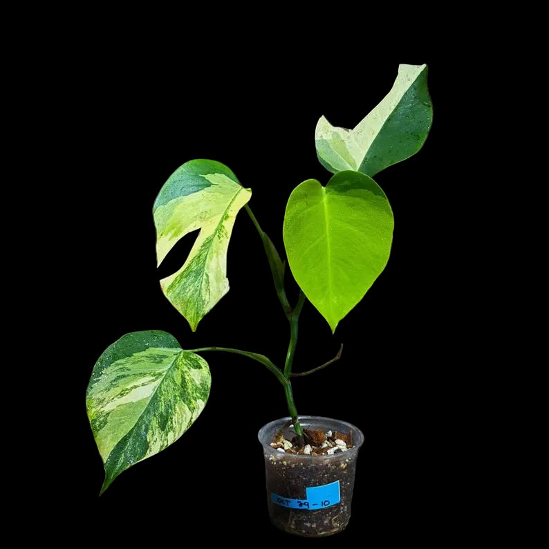 Monstera Aurea Variegated Borsigiana in a Nursery Pot
