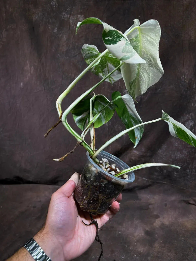 Variegated Monstera Albo EXACT Live Plant - Rare Indoor White Monstera Albo Borsigiana Plant - Albo Monstera Mature Plant - US Seller