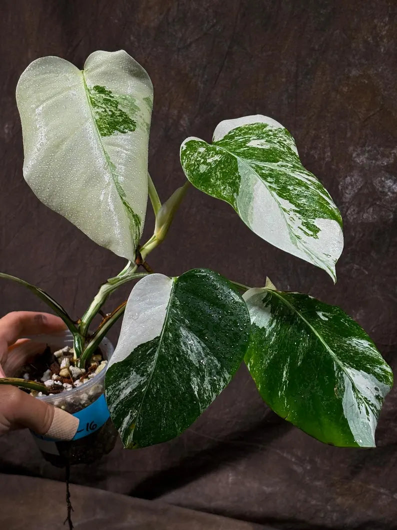 Variegated Monstera Albo EXACT Live Plant - Rare Indoor White Monstera Albo Borsigiana Plant - Albo Monstera Mature Plant - US Seller