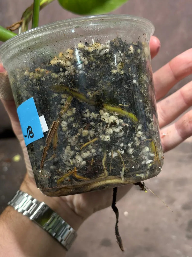 Monstera Aurea Variegated Borsigiana Live Plant - Monstera Aurea Mature Plant - Monstera Marmota Gift Plant - EXACT Same Plant - US Seller