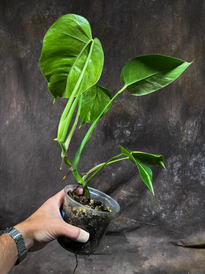 Monstera Aurea Variegated Borsigiana Live Plant - Monstera Aurea Mature Plant - Monstera Marmota Gift Plant - EXACT Same Plant - US Seller