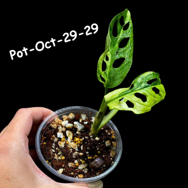 Variegated Monstera Adansonii Albo Plant Live - Rare Swiss Cheese EXACT Same Plant - Half-Moon Leaf - Collector's Aroid - US Seller