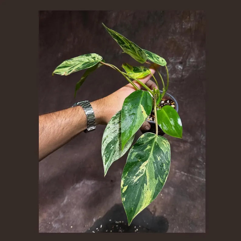 Philodendron Emerald Queen Variegated Live Plant - Super Rare Aroid Potted Plant -Collector’s Tropical Plant- EXACT Same Plant - US Seller