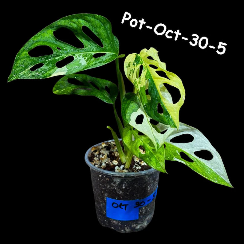 Variegated Monstera Adansonii Albo Plant Live - Rare Swiss Cheese EXACT Same Plant - Half-Moon Leaf - Collector's Aroid - US Seller