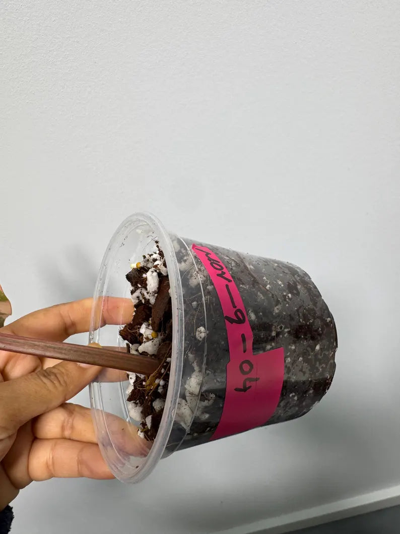 High Variegated Philodendron Strawberry Shake - Pink Rare Collector Plant - Gift Indoor Plant - Exact Same Plant - US Seller