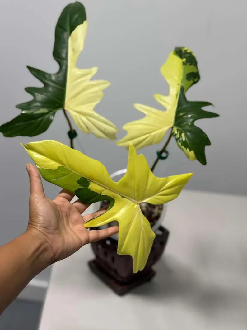 High Variegated Philodendron Golden Dragon Live Plant in a Nursery Pot - Collector Rare Indoor Plant - Exact SAME plant - US Seller