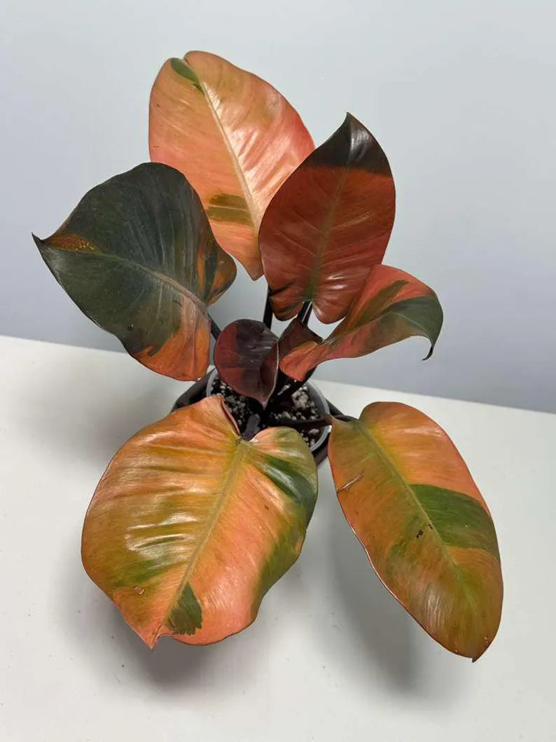Variegated Black Cardinal Philodendron in a Nursery Pot - EXTREMELY Rare Collector Plant - Very Hard to come by - Indoor Plant - US Seller