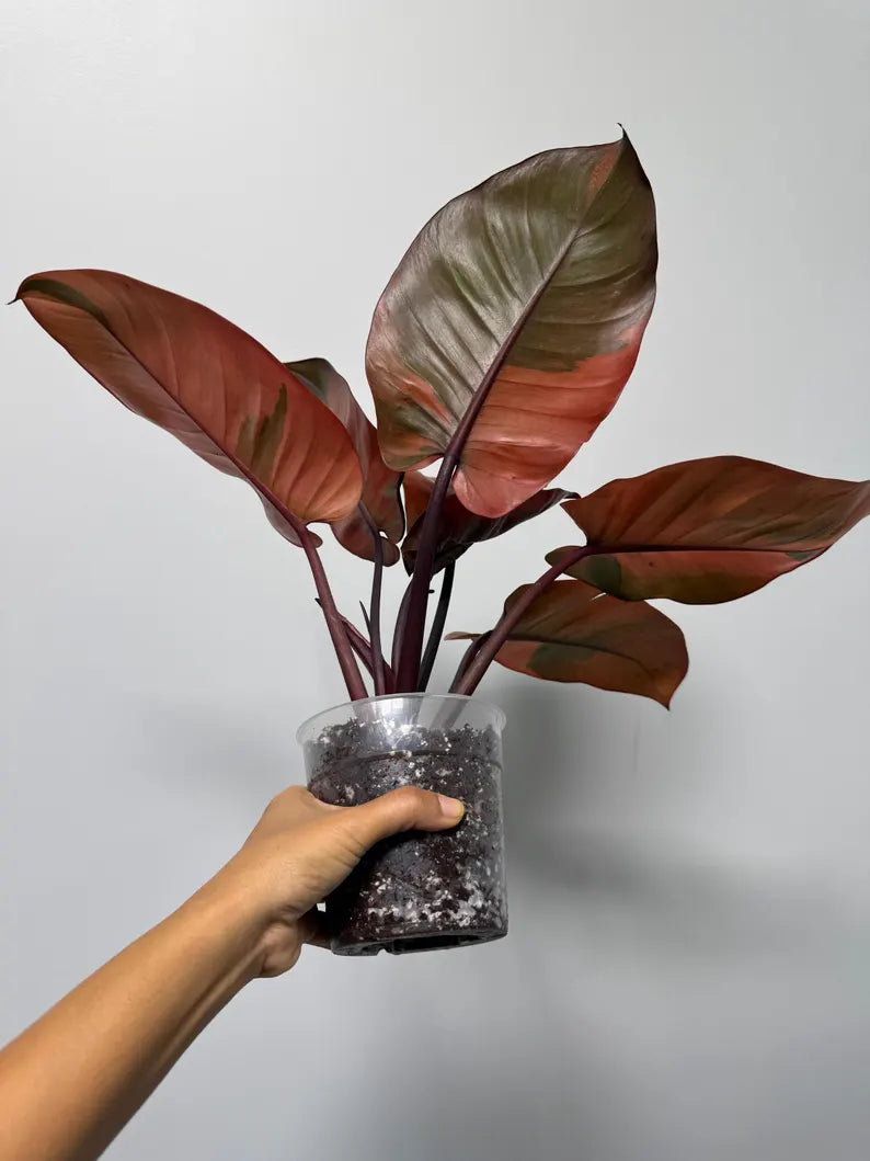 Variegated Black Cardinal Philodendron in a Nursery Pot - EXTREMELY Rare Collector Plant - Very Hard to come by - Indoor Plant - US Seller