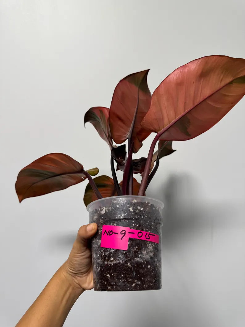 Variegated Black Cardinal Philodendron in a Nursery Pot - EXTREMELY Rare Collector Plant - Very Hard to come by - Indoor Plant - US Seller