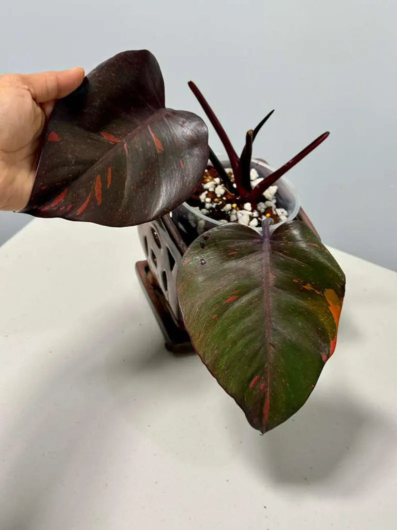 RARE Philodendron Orange Princess in a Nursery Pot - Orange Princess Marble Philodendron Live Plant - Same Potted Plant - US Seller