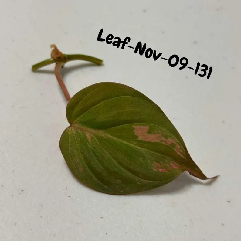 Variegated Philodendron Mican Aurea Cuttings - Velvet Heartleaf Philodendron - Vining Indoor Plant - Exotic Office Plants - US Seller