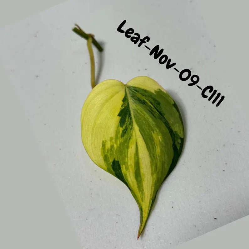 Variegated Philodendron Mican Aurea Cuttings - Velvet Heartleaf Philodendron - Vining Indoor Plant - Exotic Office Plants - US Seller