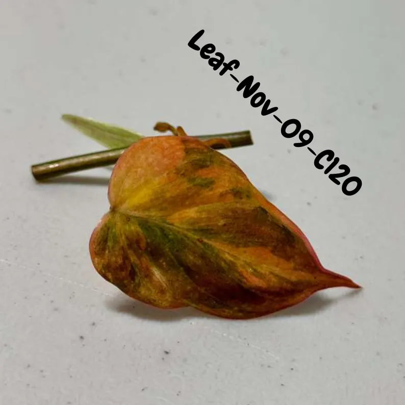 Variegated Philodendron Mican Aurea Cuttings - Velvet Heartleaf Philodendron - Vining Indoor Plant - Exotic Office Plants - US Seller