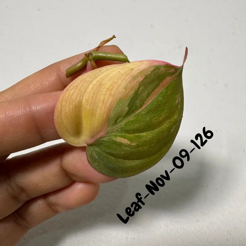 Variegated Philodendron Mican Aurea Cuttings - Velvet Heartleaf Philodendron - Vining Indoor Plant - Exotic Office Plants - US Seller
