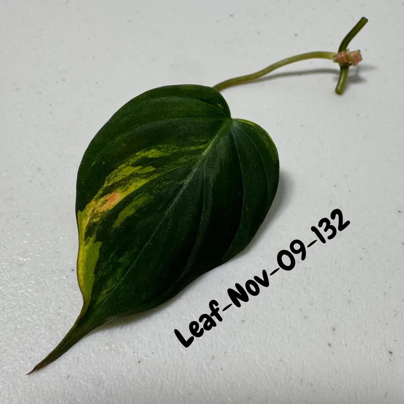 Variegated Philodendron Mican Aurea Cuttings - Velvet Heartleaf Philodendron - Vining Indoor Plant - Exotic Office Plants - US Seller