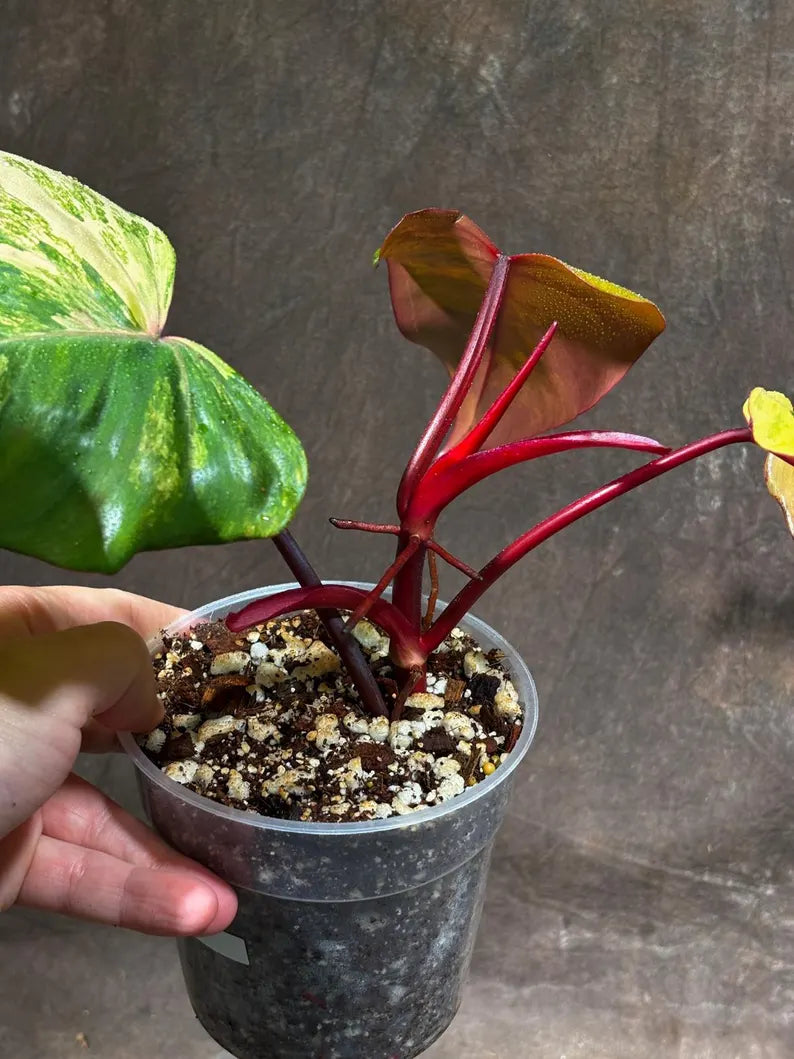 Variegated Philodendron Strawberry Shake Exact Live Plant - Rare Collector Plant - Gift Indoor Bright Pink - Exotic Plants - US Seller