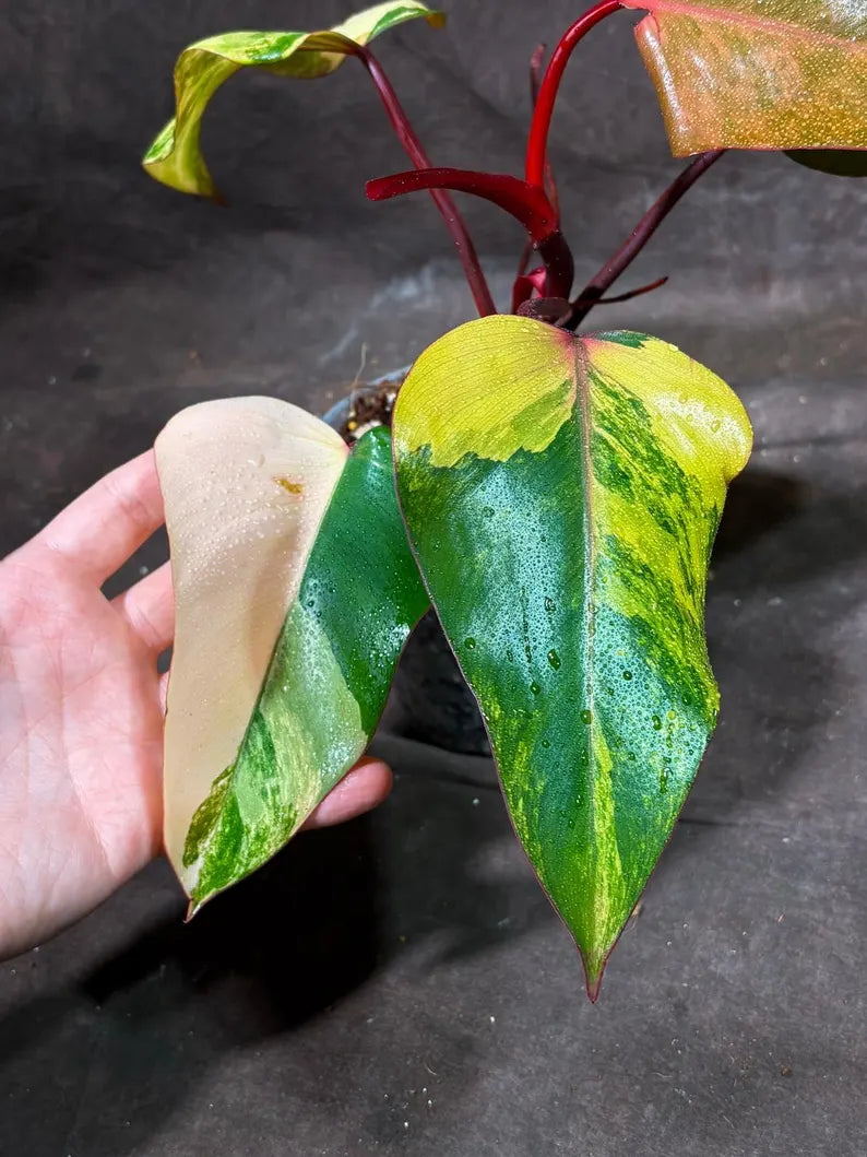 Variegated Philodendron Strawberry Shake Exact Live Plant - Rare Collector Plant - Gift Indoor Bright Pink - Exotic Plants - US Seller