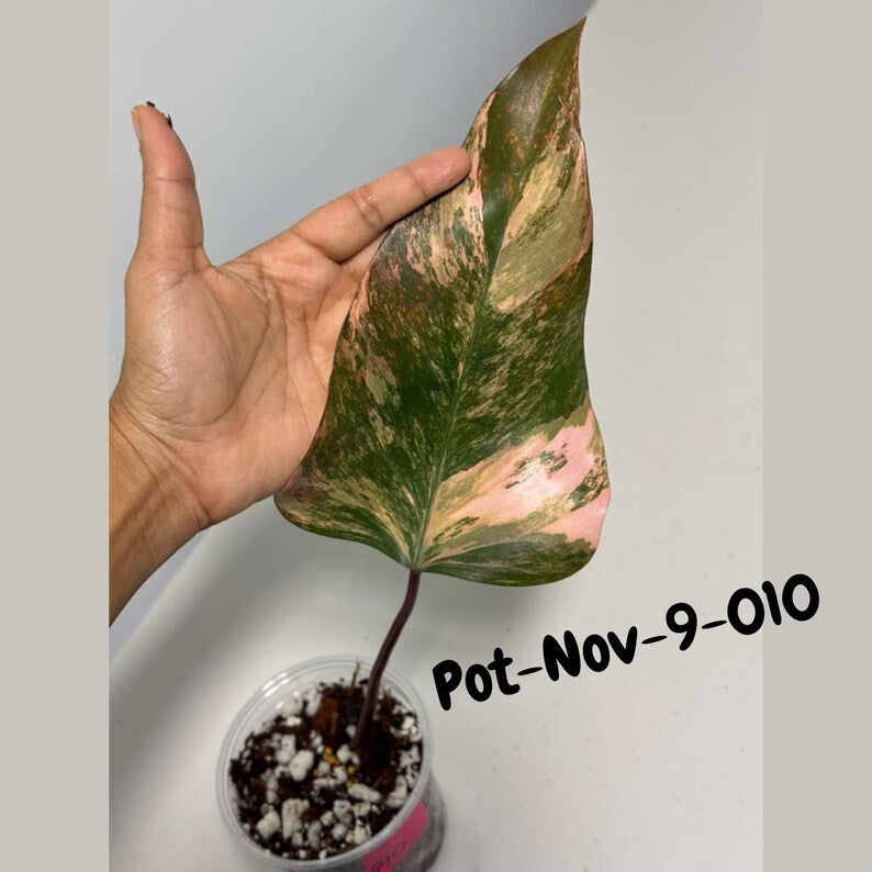 Variegated Philodendron Strawberry Shake EXACT Live Plant - Rare Strawberry Pink and Yellow Variegated Plant - Collector Gift Plant