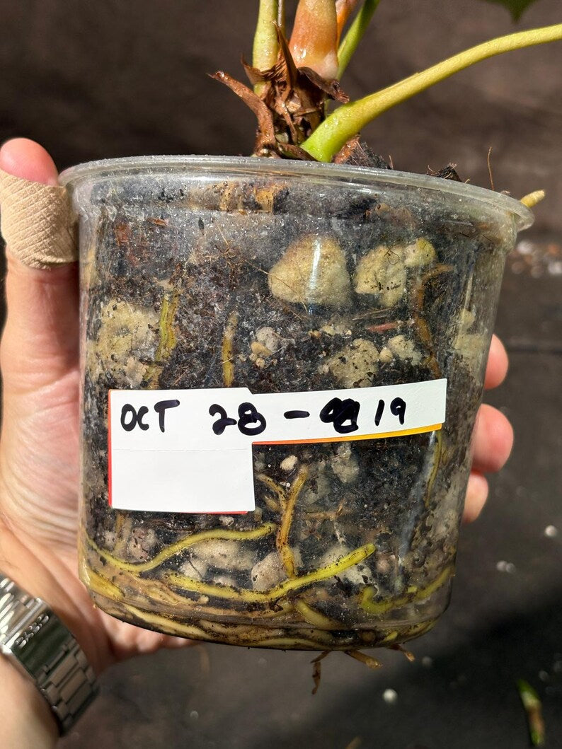 Anthurium Clarinervium Plant in a Nursery Pot - Live Anthurium - Crystal Anthurium - Tropical Indoor Houseplant - Same Plant - US Seller