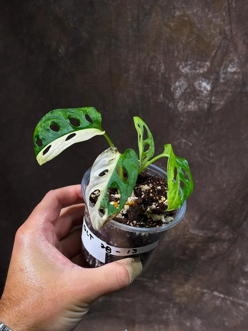 Variegated White Monstera Adansonii Albo Live Plant - Half-Moon Leaf Swiss Cheese Plant - Rare Collector Plant - Exact Same Plant -US Seller