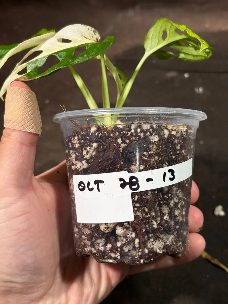 Variegated White Monstera Adansonii Albo Live Plant - Half-Moon Leaf Swiss Cheese Plant - Rare Collector Plant - Exact Same Plant -US Seller