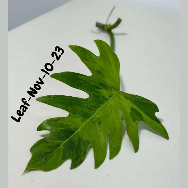 Philodendron Radiatum Variegated Cuttings - Indoor Rare Plant - Large Form - Plants Lover Gift - Live Plant - SAME Cutting - US Seller