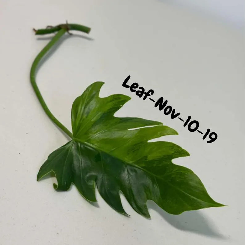 Philodendron Radiatum Variegated Cuttings - Indoor Rare Plant - Large Form - Plants Lover Gift - Live Plant - SAME Cutting - US Seller