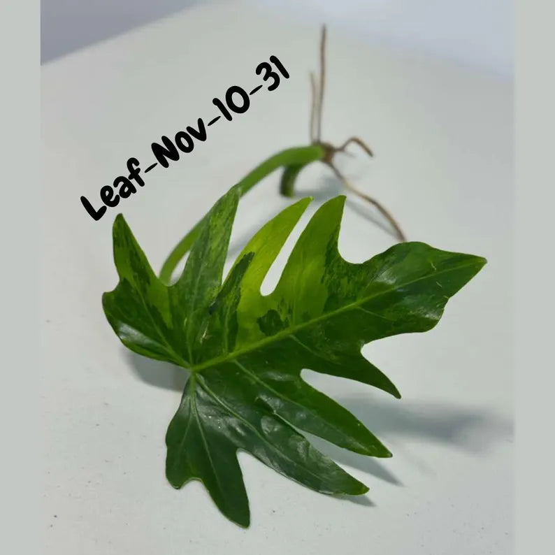 Philodendron Radiatum Variegated Cuttings - Indoor Rare Plant - Large Form - Plants Lover Gift - Live Plant - SAME Cutting - US Seller
