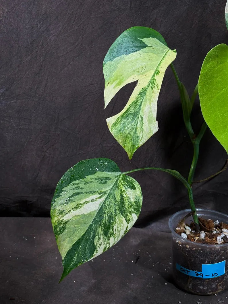 Monstera Aurea Variegated Borsigiana in a Nursery Pot - Monstera Aurea Top Cut Potted Plant - Monstera Marmota - Same Plant - US Seller