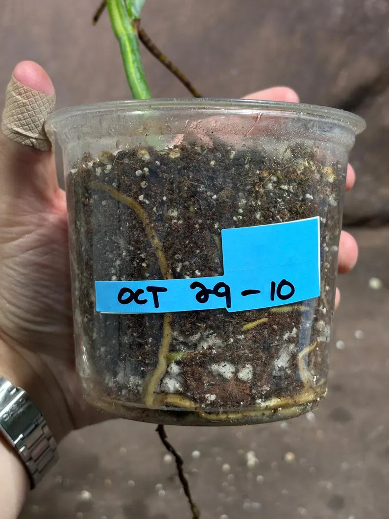 Monstera Aurea Variegated Borsigiana in a Nursery Pot - Monstera Aurea Top Cut Potted Plant - Monstera Marmota - Same Plant - US Seller